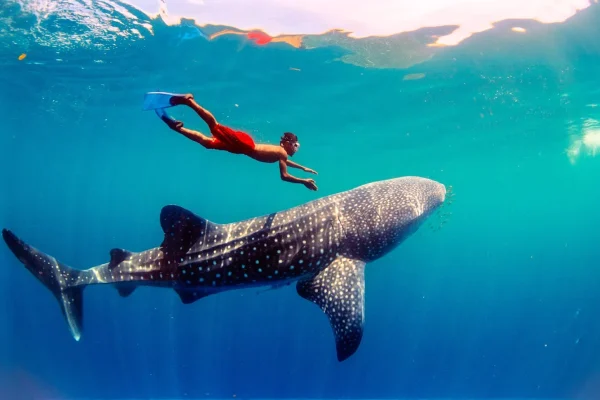 boy-swims-w-whale-shark