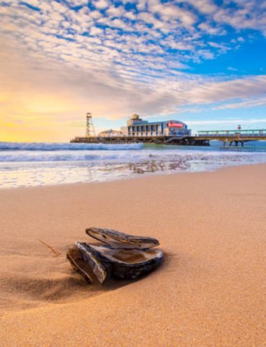 Sunshine at sun rise illuminates golden beaches and a washed-up oyster shell on the Dorset coast between Poole and Bournemouth